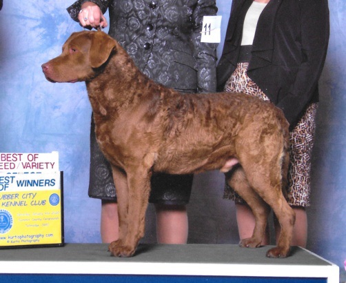 Sire Photos
